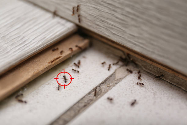 Best Termite Control Services  in Brownsville, OR