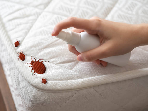 Best Emergency Pest Control  in Brownsville, OR