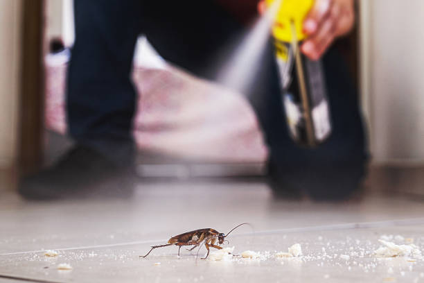 Best Best Pest Control Near Me  in Brownsville, OR